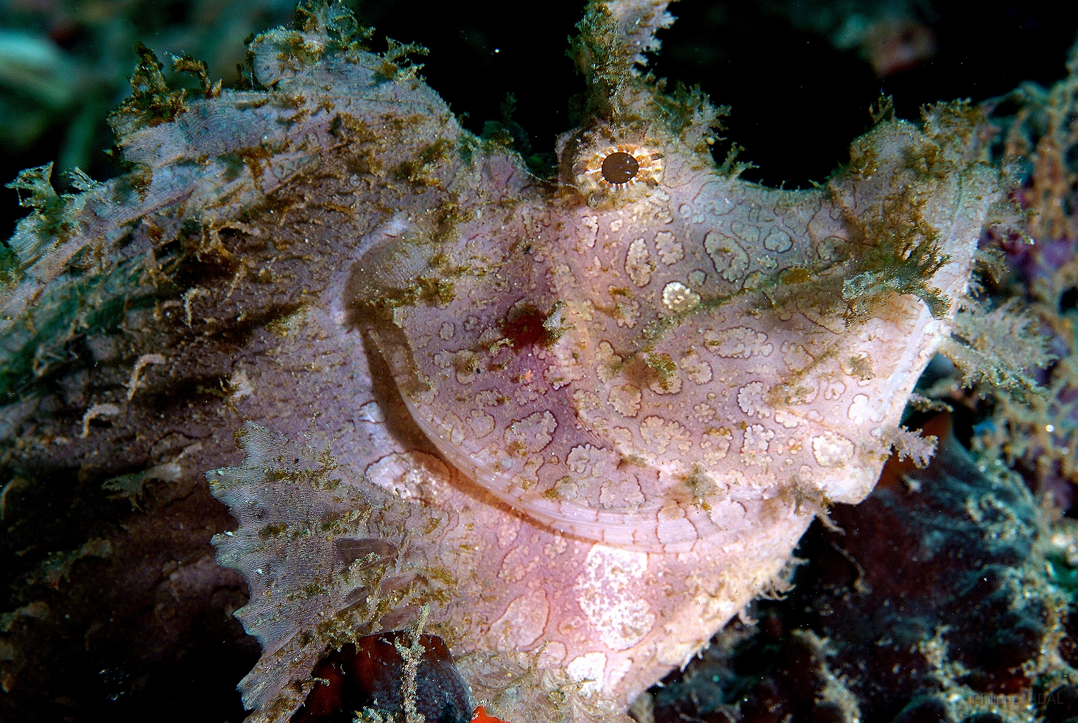 Banda Sea 2018 - DSC05473_rc - Weedy scorpionfish - poisson scorpion feuillu - Rhinopias frondosa.jpg